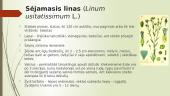 Augalo apžvalga: linai 5 puslapis