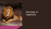 Why are animals kept in captivity?