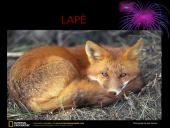 Lapė, ryklys, puma, pantera ir gorila 2 puslapis