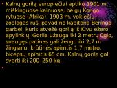 Lapė, ryklys, puma, pantera ir gorila 11 puslapis