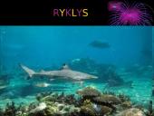 Lapė, ryklys, puma, pantera ir gorila 4 puslapis