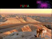 Lapė, ryklys, puma, pantera ir gorila 6 puslapis