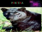 Lapė, ryklys, puma, pantera ir gorila 8 puslapis