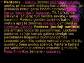 Lapė, ryklys, puma, pantera ir gorila 9 puslapis