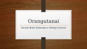 Kas yra orangutanai?