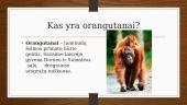 Kas yra orangutanai? 2 puslapis