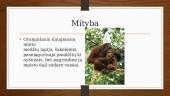 Kas yra orangutanai? 4 puslapis