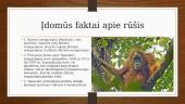 Kas yra orangutanai? 6 puslapis