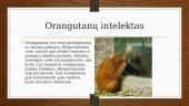 Kas yra orangutanai? 7 puslapis