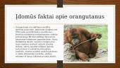 Kas yra orangutanai? 8 puslapis