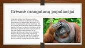Kas yra orangutanai? 9 puslapis