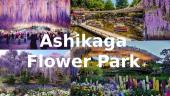 Ashikaga city 4 puslapis