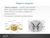Reabilitacija po nugaros smegenų pažeidimo 3 puslapis