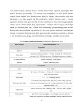 UAB „Sėdimaišas“ verslo planas 12 puslapis