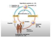 Žmogaus lytinis dauginimasis 2 puslapis