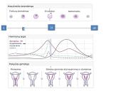 Žmogaus lytinis dauginimasis 12 puslapis
