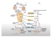 Žmogaus lytinis dauginimasis 3 puslapis