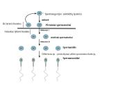 Žmogaus lytinis dauginimasis 4 puslapis