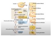Žmogaus lytinis dauginimasis 5 puslapis