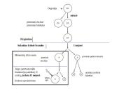 Žmogaus lytinis dauginimasis 6 puslapis