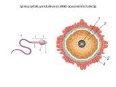 Žmogaus lytinis dauginimasis 7 puslapis