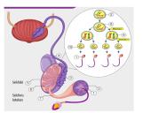Žmogaus lytinis dauginimasis 8 puslapis