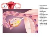 Žmogaus lytinis dauginimasis 9 puslapis