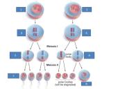 Žmogaus lytinis dauginimasis 10 puslapis