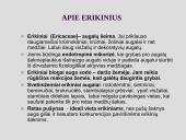 Erikinių kolekcija - rododendrynas  2 puslapis