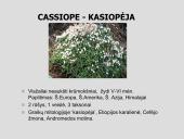 Erikinių kolekcija - rododendrynas  11 puslapis