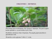 Erikinių kolekcija - rododendrynas  12 puslapis