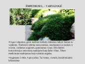 Erikinių kolekcija - rododendrynas  13 puslapis