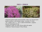 Erikinių kolekcija - rododendrynas  14 puslapis