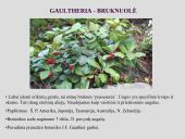 Erikinių kolekcija - rododendrynas  15 puslapis