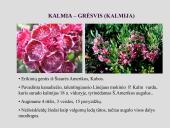 Erikinių kolekcija - rododendrynas  16 puslapis