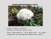 Erikinių kolekcija - rododendrynas  17 puslapis