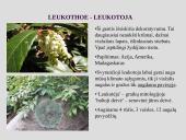 Erikinių kolekcija - rododendrynas  18 puslapis