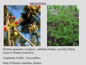 Erikinių kolekcija - rododendrynas  19 puslapis