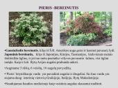 Erikinių kolekcija - rododendrynas  20 puslapis