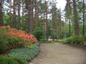 Erikinių kolekcija - rododendrynas  3 puslapis