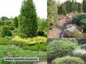 Erikinių kolekcija - rododendrynas  5 puslapis