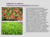 Erikinių kolekcija - rododendrynas  6 puslapis