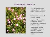 Erikinių kolekcija - rododendrynas  7 puslapis