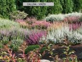 Erikinių kolekcija - rododendrynas  8 puslapis