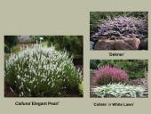 Erikinių kolekcija - rododendrynas  10 puslapis