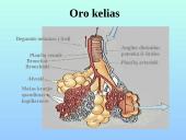 Kvėpavimo takai ir plaučiai 11 puslapis