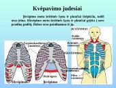 Kvėpavimo takai ir plaučiai 13 puslapis