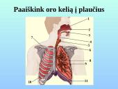 Kvėpavimo takai ir plaučiai 14 puslapis