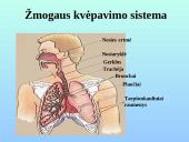 Kvėpavimo takai ir plaučiai 3 puslapis