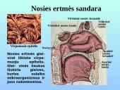 Kvėpavimo takai ir plaučiai 4 puslapis